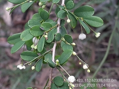 Synostemon albiflorus