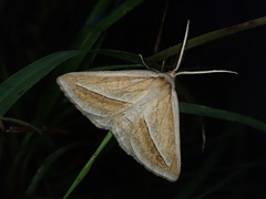 Chariaspilates formosaria