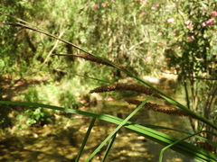 Carex hispida