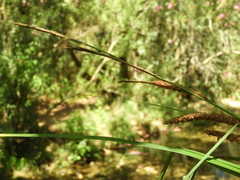 Carex hispida
