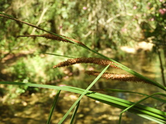Carex hispida