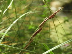 Carex hispida