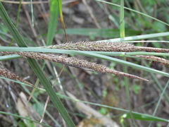 Carex hispida