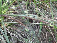 Carex hispida