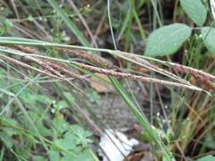 Carex hispida