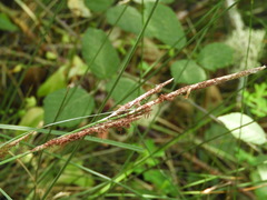 Carex hispida