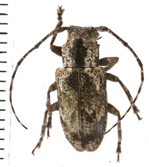 Prosoplus intermissus