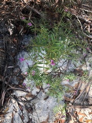 Boronia rivularis
