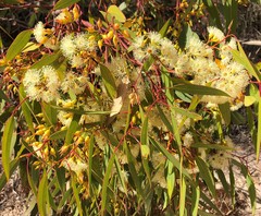 Eucalyptus socialis