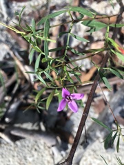 Boronia rivularis