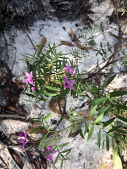 Boronia rivularis