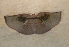 Xenomusa metallica
