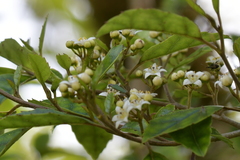 Calliprason sinclairi