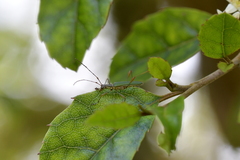 Calliprason sinclairi