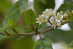 Calliprason sinclairi