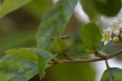 Calliprason sinclairi