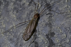Austrotipula hudsoni