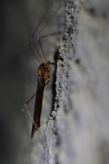 Austrotipula hudsoni