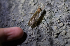 Austrotipula hudsoni