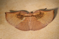 Xenomusa metallica
