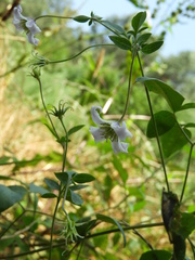 Clematis campaniflora