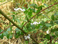 Clematis campaniflora