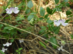 Clematis campaniflora