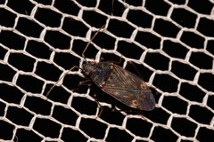 Neolethaeus tenebrosus