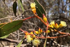 Eucalyptus socialis