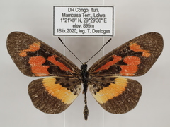 Acraea althoffi