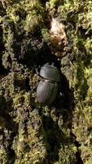Apterodorcus bacchus