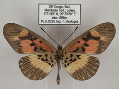 Acraea althoffi