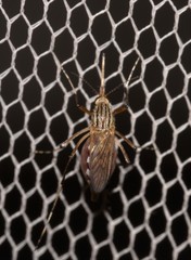Aedes vittiger