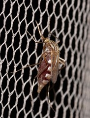 Aedes vittiger