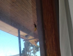 Philanthus triangulum diadema