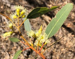 Eucalyptus socialis