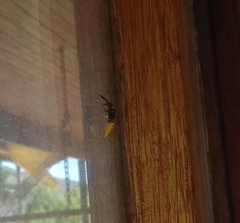 Philanthus triangulum diadema