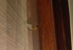 Philanthus triangulum diadema