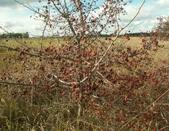 Crataegus ambigua