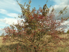 Crataegus ambigua