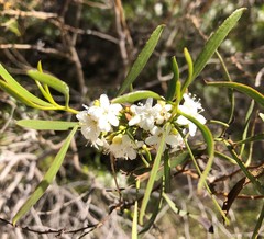 Myoporum platycarpum