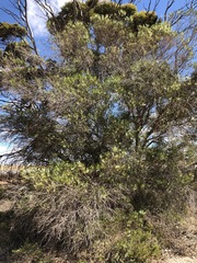 Myoporum platycarpum