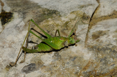 Leptophyes laticauda