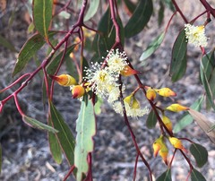 Eucalyptus socialis