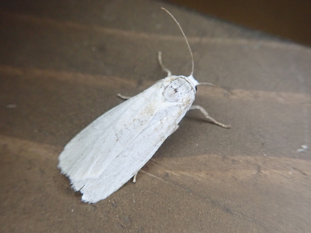 Eilema degenerella