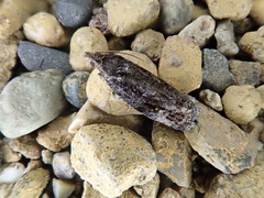 Spilonota melanocopa