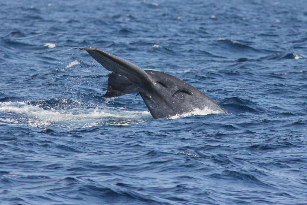 Blue whale arching its tail stock off Sri Lanka