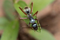 Camponotus dromas