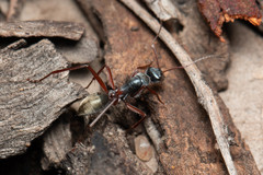 Camponotus dromas