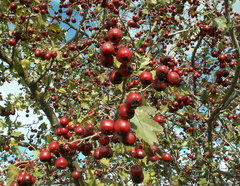 Crataegus ambigua